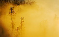 Burning forest, 12. march 2015
